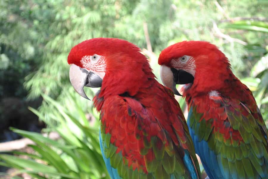 Temaiken Biopark Entry Tickets - What 8 hours really means on 178 acres