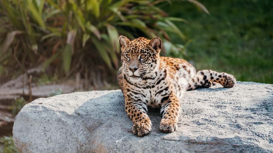 Temaiken Biopark Entry Tickets - Native Zone, Mesopotamia, and Patagonia: how the park teaches habitats