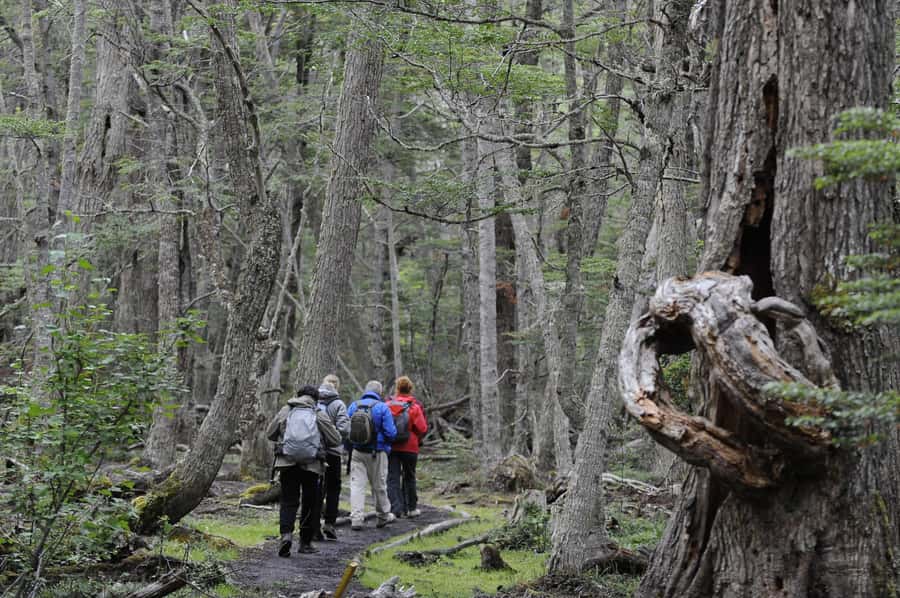 Tierra del Fuego National Park: Small Group Tour with Lunch - Train ride choice: 1 hour on the tracks or a valley walk