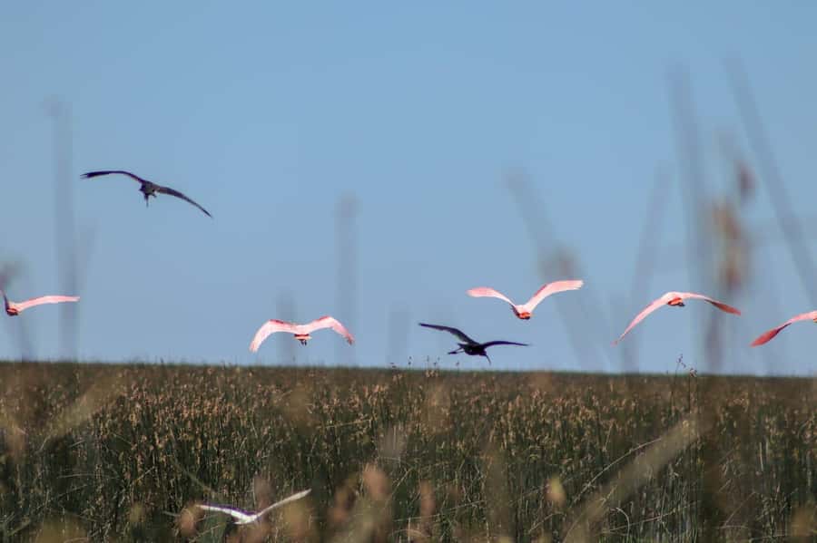 Tigre: Safari Náutico en Tigre/ Biosphere Reserve Boat Tour - Río de la Plata photo stop: why you should treat this as a real moment