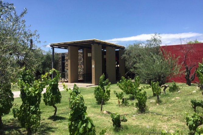 Trapiche and Lunch The Enemy (Michelin) + Private transportation - Who this tour suits best in Mendoza