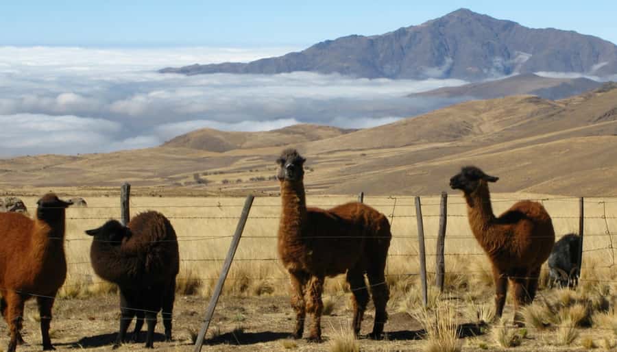 Tucumán: Tafí del Valle Full Day Tour - The scenic road: Ruins, gorges, El Indio, Menhires Park, and lake views