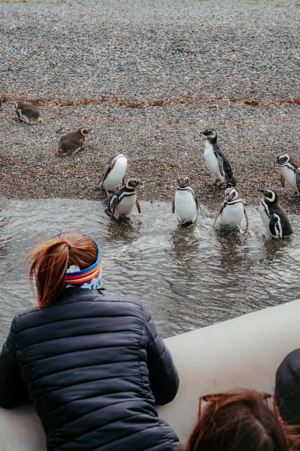 USHUAIA: ALMANZA, THE SPIDER CRAB ROUTE & PENGUIN SIGHTING - Key things to know before you go