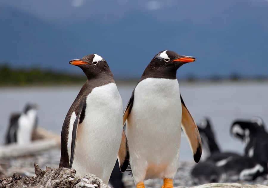 USHUAIA: ALMANZA, THE SPIDER CRAB ROUTE & PENGUIN SIGHTING - La Ruta de la Centolla: sea views plus the story behind the red gold