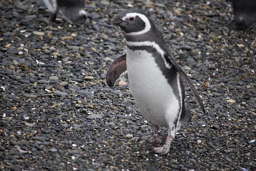 USHUAIA: ALMANZA, THE SPIDER CRAB ROUTE & PENGUIN SIGHTING - Guides, small-group energy, and bilingual information that actually helps