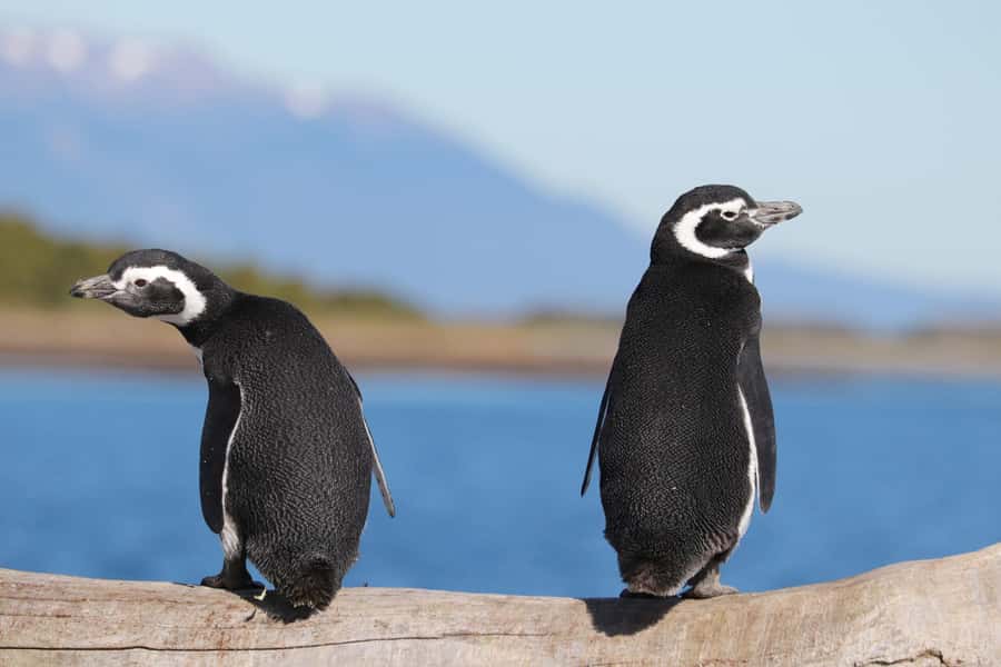 Ushuaia: Beagle Channel and Penguin Island - Key things to know before you go