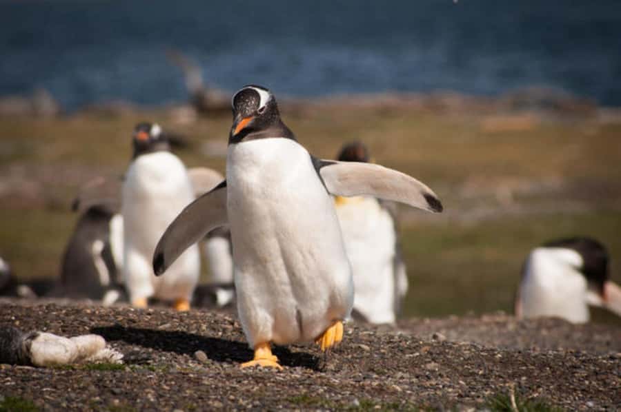Ushuaia: Beagle Channel and Penguin Island - The best wildlife moments: Bird Island and Sea Lions Island