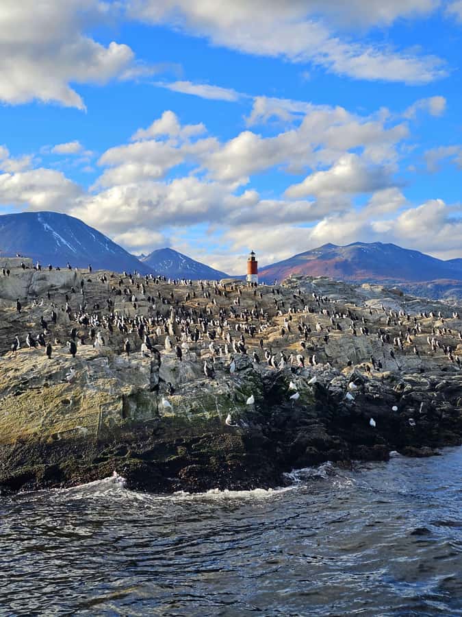 Ushuaia: Beagle Channel and Penguin Island - Martillo Island penguins: what close really means here