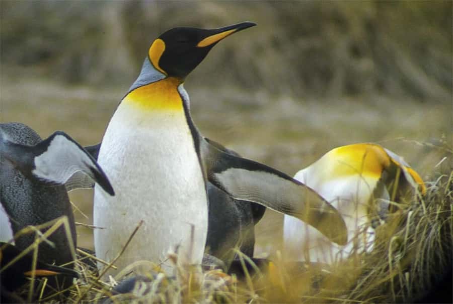 Ushuaia: Beagle Channel Boat Tour and Penguin Experience - Key things that make this Ushuaia penguin day work