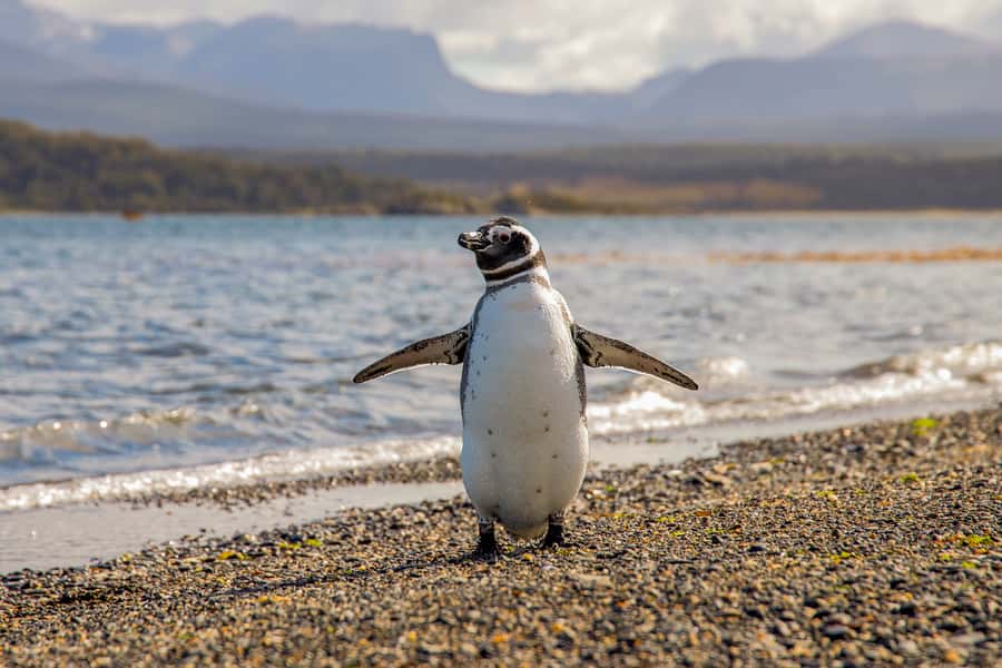 Ushuaia: Beagle Channel Boat Tour and Penguin Experience - Timing, weather, and what to pack so you stay happy outdoors