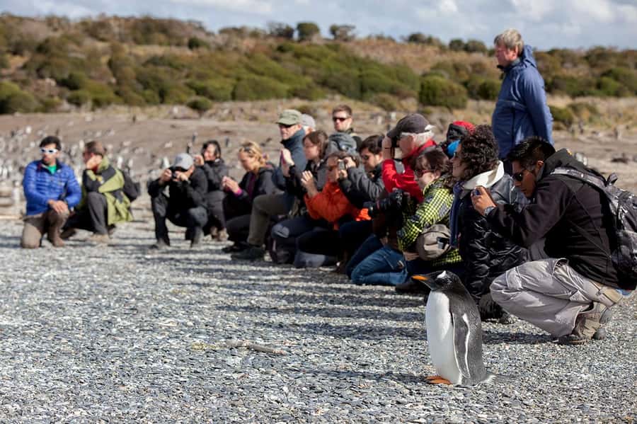Ushuaia: Beagle Channel Boat Tour and Penguin Experience - What the guides actually do, and how that affects the experience