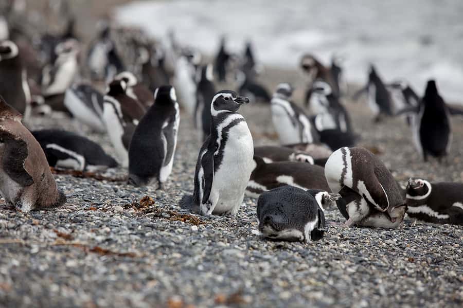 Ushuaia: Beagle Channel Boat Tour and Penguin Experience - Price and value: is $449 per person fair for this Ushuaia day?