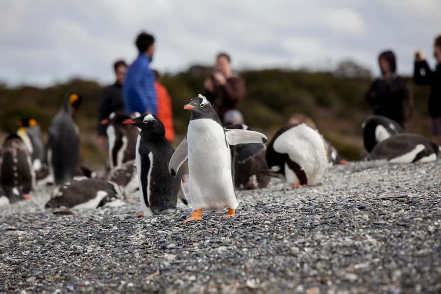 Ushuaia: Beagle Channel Boat Tour and Penguin Experience - Who this tour fits best in Ushuaia, and who should rethink it