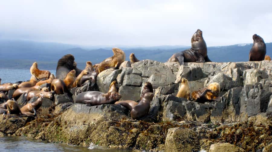 Ushuaia: Beagle Channel Boat Tour and Penguin Experience - Martillo Island penguins: a guided walk where you are part of the scene