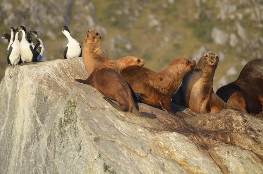 Ushuaia: Beagle Channel Catamaran Tour - Sea Lion Island: wildlife viewing that feels close enough to matter