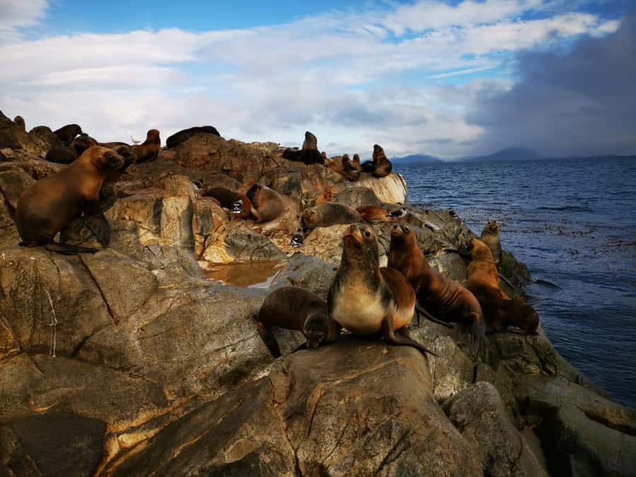 Ushuaia: Beagle Channel Catamaran Tour - Who should book this Ushuaia tour, and who should choose another