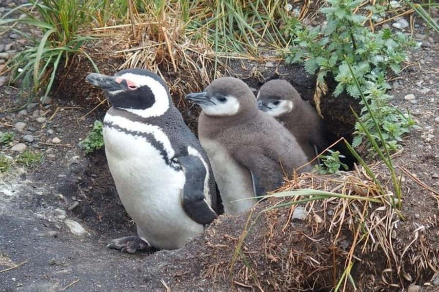 Ushuaia: Beagle Channel Penguin Colony Tour - The Beagle Channel route that turns sightings into a full half-day