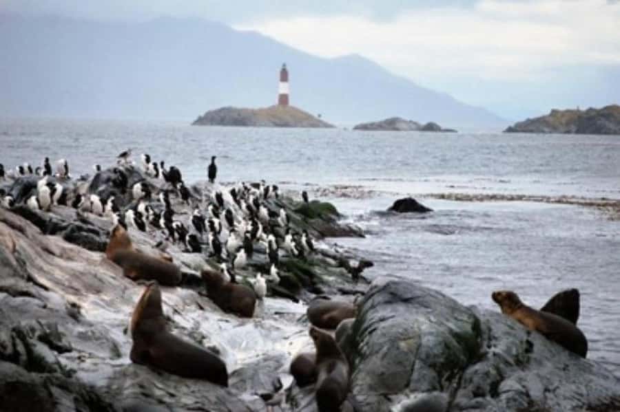 Ushuaia: Beagle Channel Penguin Colony Tour - Isla de los Lobos: sea lions basking where they actually live