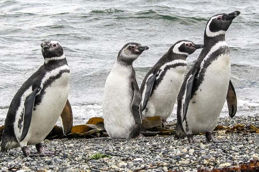 Ushuaia: Beagle Channel Penguin Colony Tour - Sailing east through the Beagle Channel: the scenery you’ll actually use