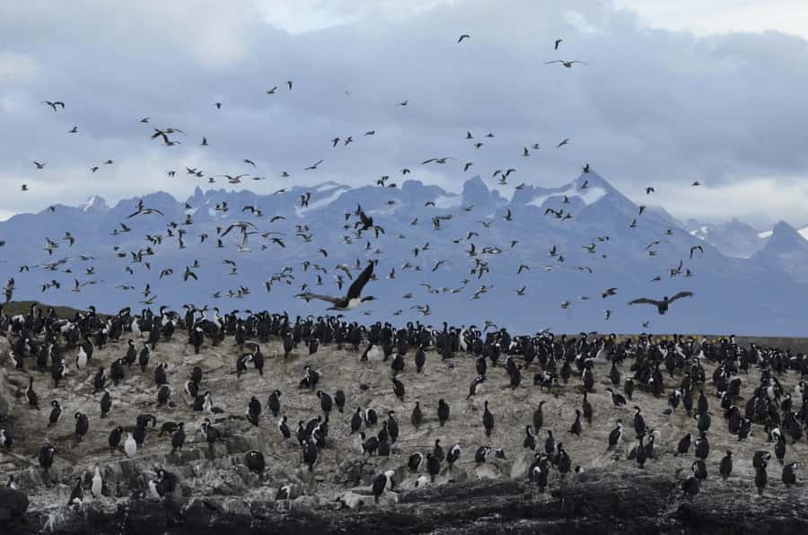Ushuaia: Beagle Channel & Sea Wolves Island Catamaran Cruise - Key things I’d pack your day around