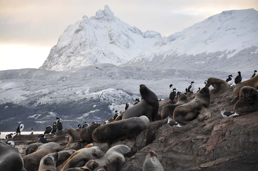 Ushuaia: Beagle Channel & Sea Wolves Island Catamaran Cruise - Bird’s Island, Birdwatching on purpose (not just luck)