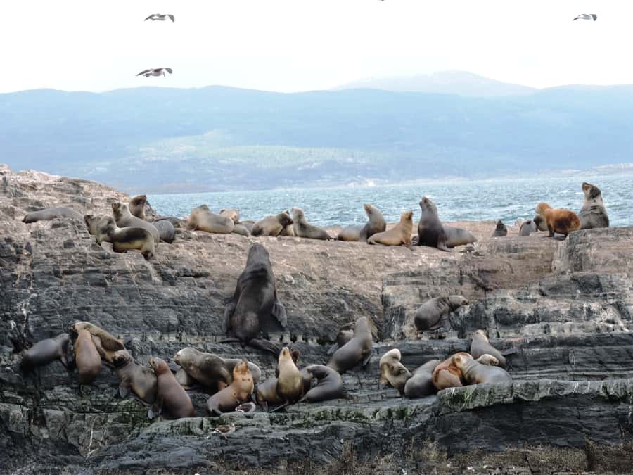 Ushuaia: Beagle Channel & Sea Wolves Island Catamaran Cruise - Sea Lion Island, then up close at the lighthouse