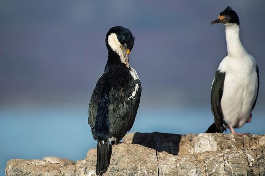 Ushuaia: Beagle Channel, Seal Island & Bridges Islands Tour - What to wear: cold-water weather prep that actually helps