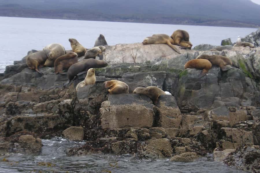 Ushuaia: Beagle Channel, Seal Island & Bridges Islands Tour - Los Pájaros: cormorants and marine-bird watching with the guide’s help