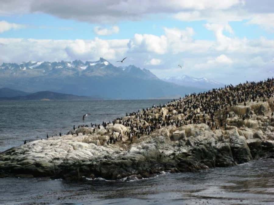 Ushuaia: Beagle Channel, Seal Island & Bridges Islands Tour - The Les Eclaireurs Lighthouse stop: where the story hits