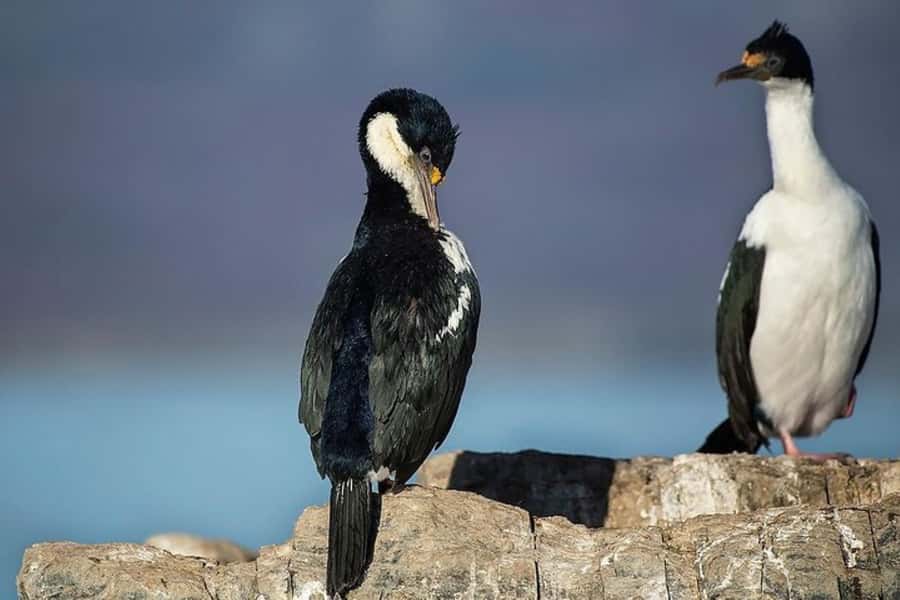 Ushuaia: Beagle Channel, Seal Island & Bridges Islands Tour - Return through Paso Chico, Túnel, Fique ranches, and Monte Martial