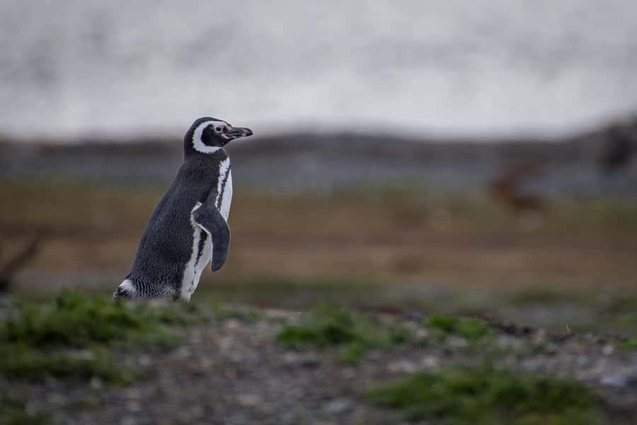 Ushuaia: Catamaran Sailing to Penguin Island - The Wildlife Schedule Can Shift, So Set Your Mindset
