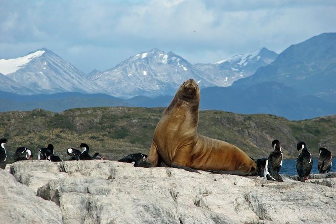 Ushuaia: Martillo Island and Walk Among Penguins Full-Day Tour - Price and Value: What You’re Paying For, Not Just the Number