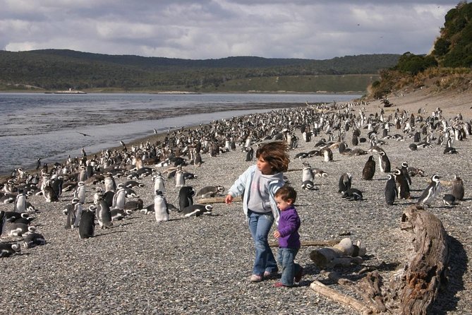 Ushuaia: Martillo Island and Walk Among Penguins Full-Day Tour - The Beagle Channel Boat Ride: Fast Water, Big Views, Real Photo Time