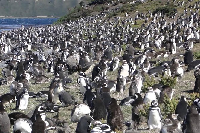 Ushuaia: Martillo Island and Walk Among Penguins Full-Day Tour - Getting Started: Tourist Dock Timing and Why It Matters