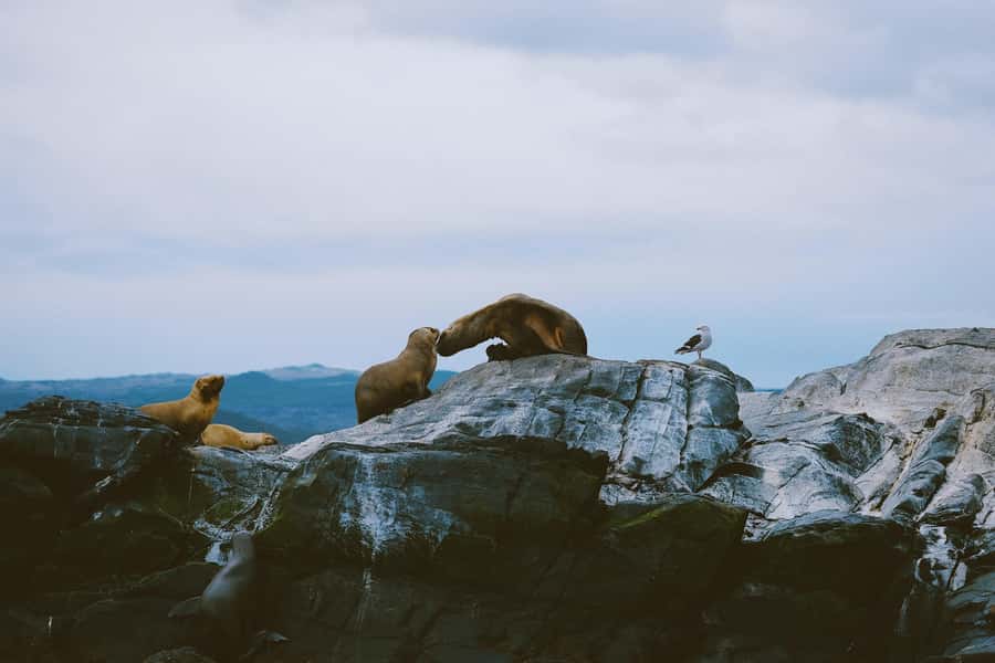 USHUAIA | Navigation: Sea Lions, Birds and Lighthouse - Sailing the Beagle Channel from Ushuaia’s tourist port