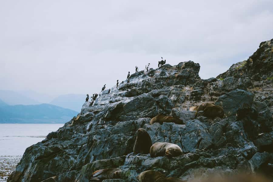 USHUAIA | Navigation: Sea Lions, Birds and Lighthouse - Sea Lion Island and the soundscape of South American sea lions