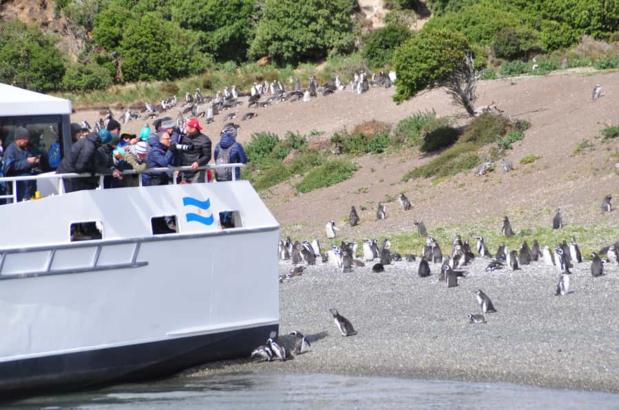 Ushuaia: Penguin Watching Tour by Catamaran - A 5-hour route that mixes penguins, islands, and lighthouse stories