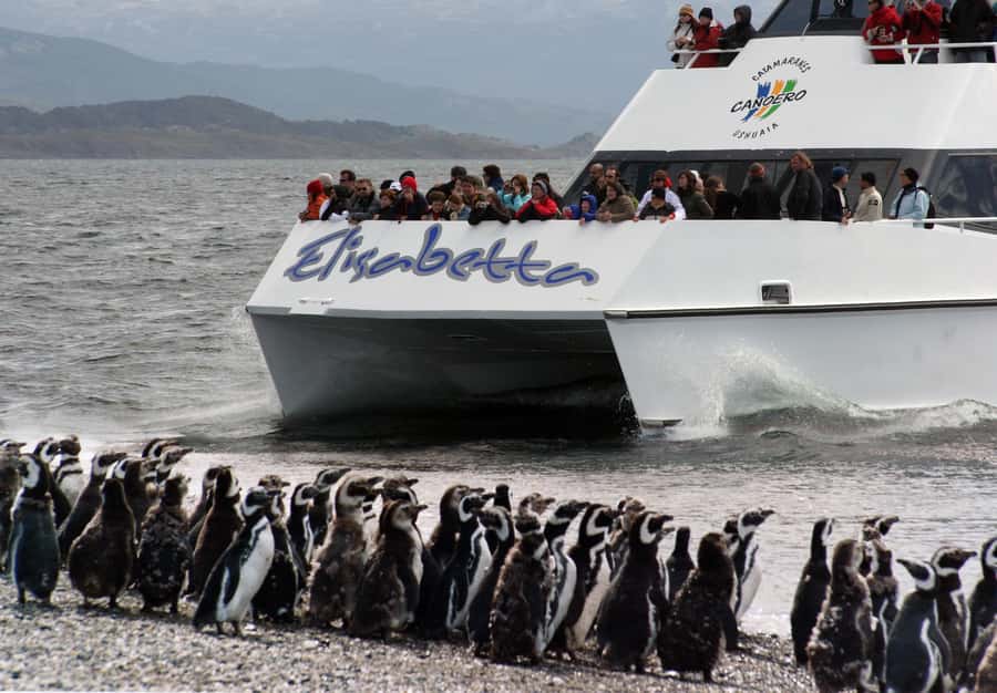 Ushuaia: Penguin Watching Tour by Catamaran - Bird Island cruising: seabirds, open water, and photo opportunities