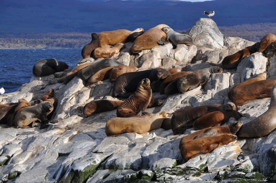Ushuaia: Penguin Watching Tour by Catamaran - Sea Lion Island: close viewing without the mess