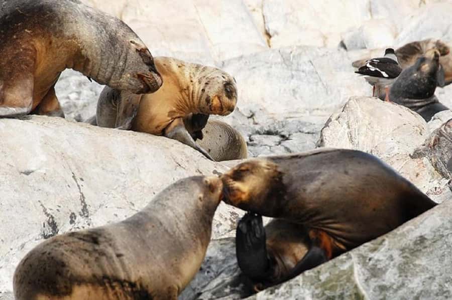 Ushuaia: Sailing Beagle Channel to the Penguin Colony - Quick hits before you book