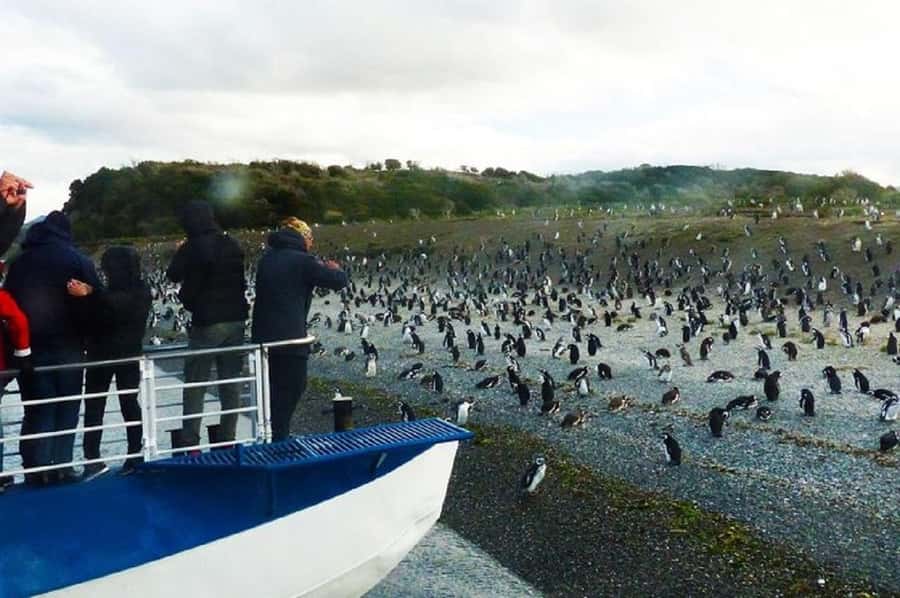 Ushuaia: Sailing Beagle Channel to the Penguin Colony - Out on the water: navigation that makes wildlife spotting easier