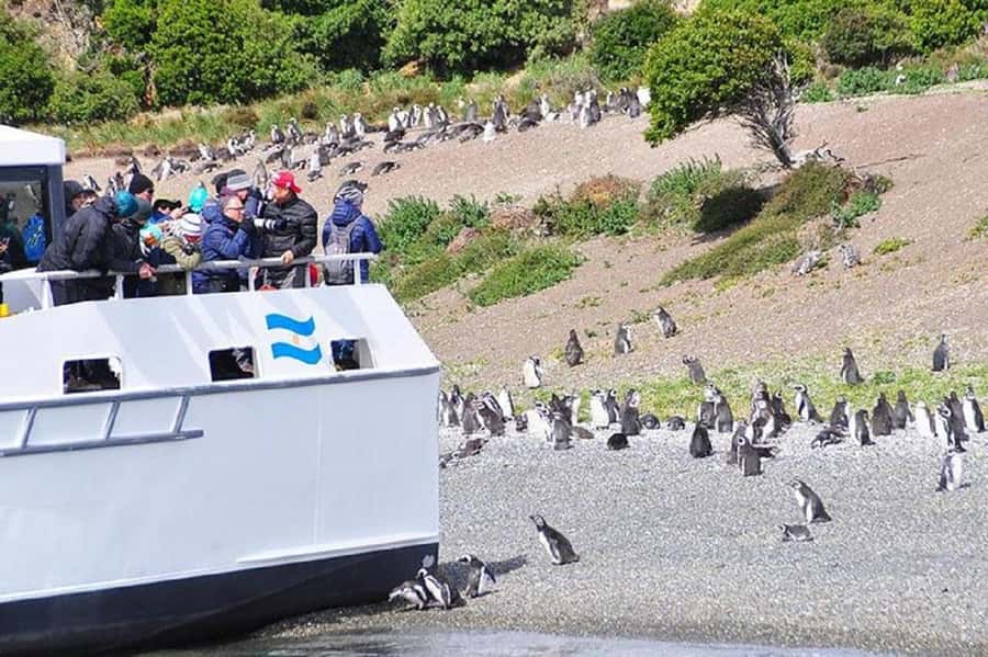 Ushuaia: Sailing Beagle Channel to the Penguin Colony - Los Lobos Island: sea lions in your peripheral vision