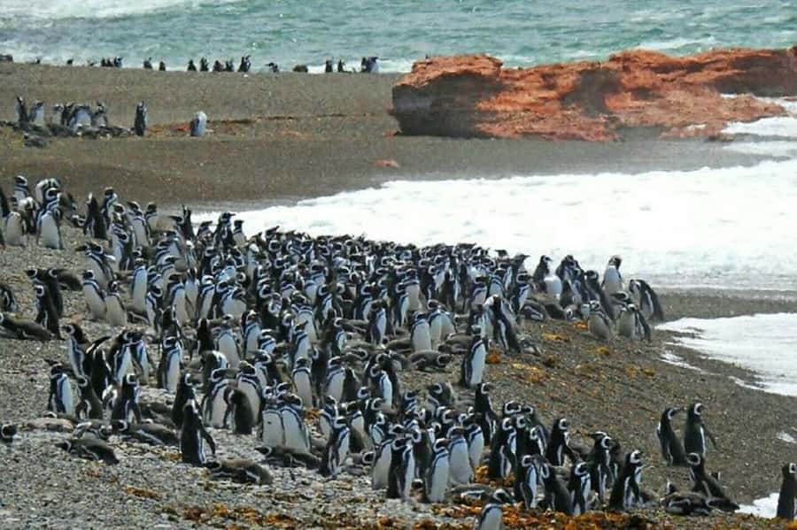 Ushuaia: Sailing Beagle Channel to the Penguin Colony - Les Eclaireurs Lighthouse: why this landmark is more than a postcard