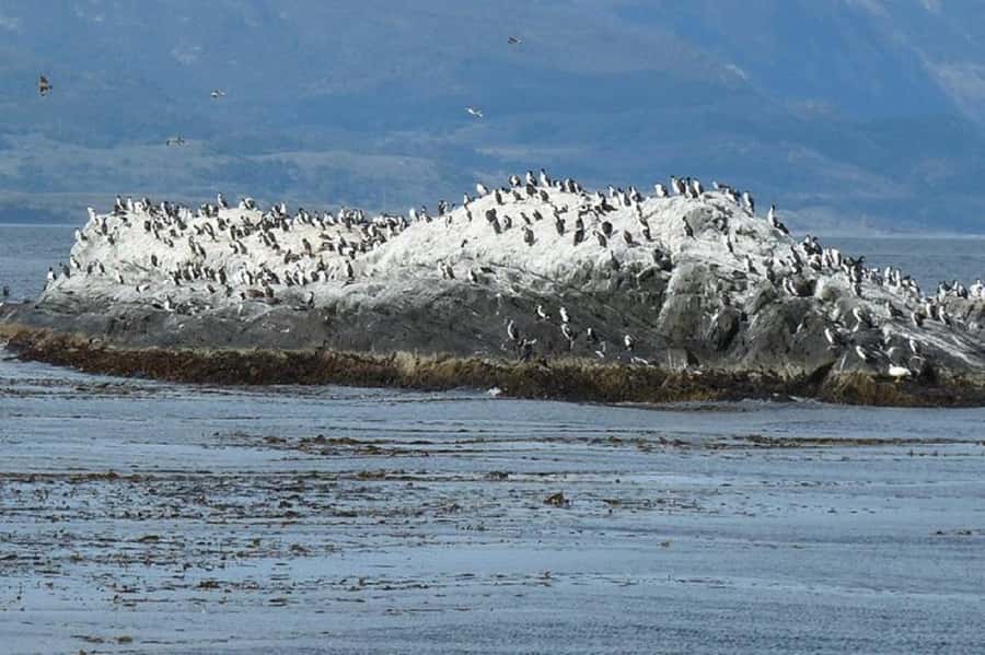 Ushuaia: Sailing Beagle Channel to the Penguin Colony - Isla Martillo penguin colony: your close-up moment