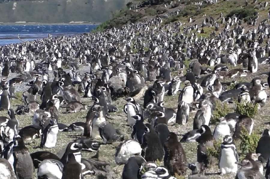 Ushuaia: Sailing Beagle Channel to the Penguin Colony - Getting from Ushuaia: the part that sets the tone