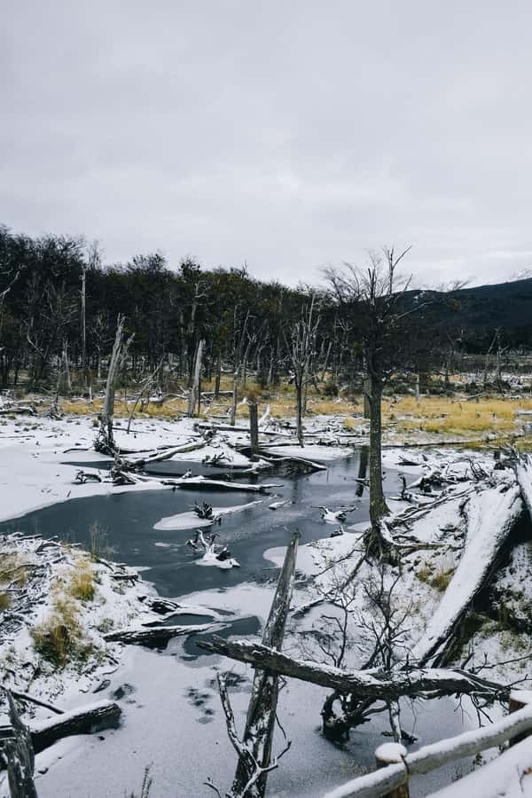 USHUAIA | Tierra del Fuego National Park & Optional Train - The optional Southern Fuegian Railway, and why I would choose it carefully