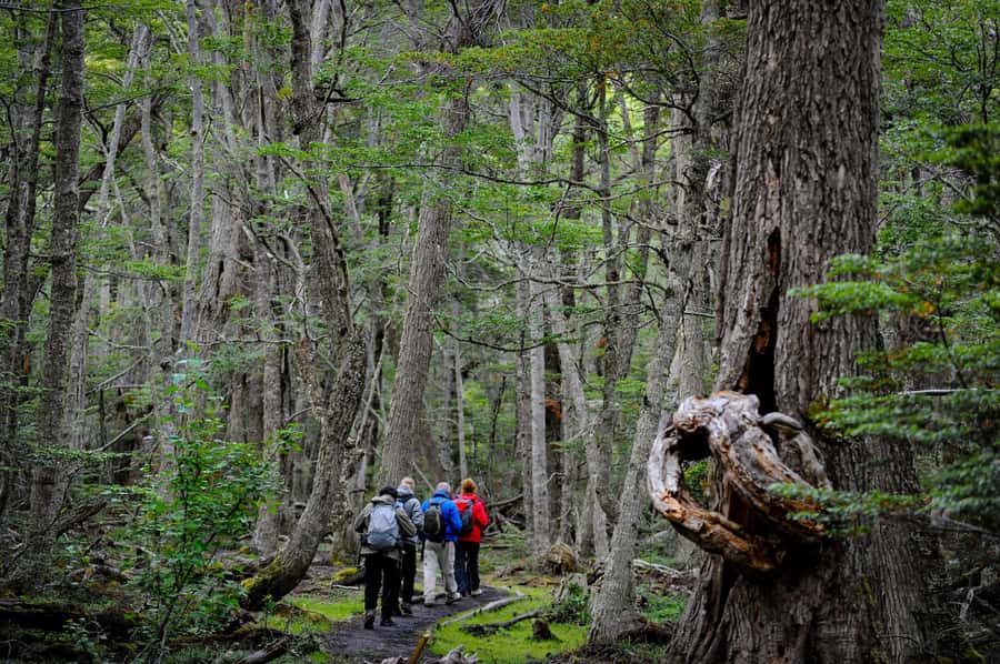 Ushuaia: Tierra del Fuego National Park Tour with Lunch - Who This Tour Suits Best, and Who Should Skip