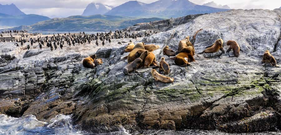 Ushuaia: Tour: Beagle Channel Navigation - Key things to know before you go
