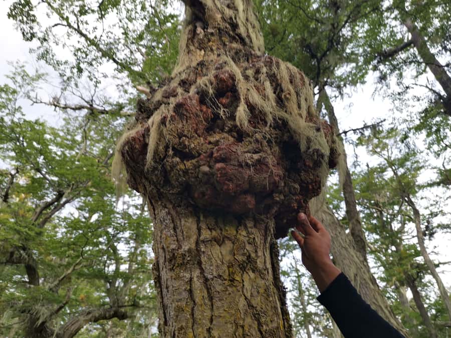 Ushuaia: Visit to Escondido and Fagnano Lakes PM - The hike part: moderate, guided, and built around wildlife spotting