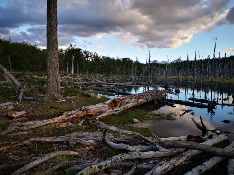 Ushuaia: Visit to Escondido and Fagnano Lakes PM - Value and who this tour suits best